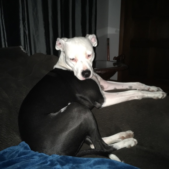 Meet your Posher, Lisa - Picture 2 of 2